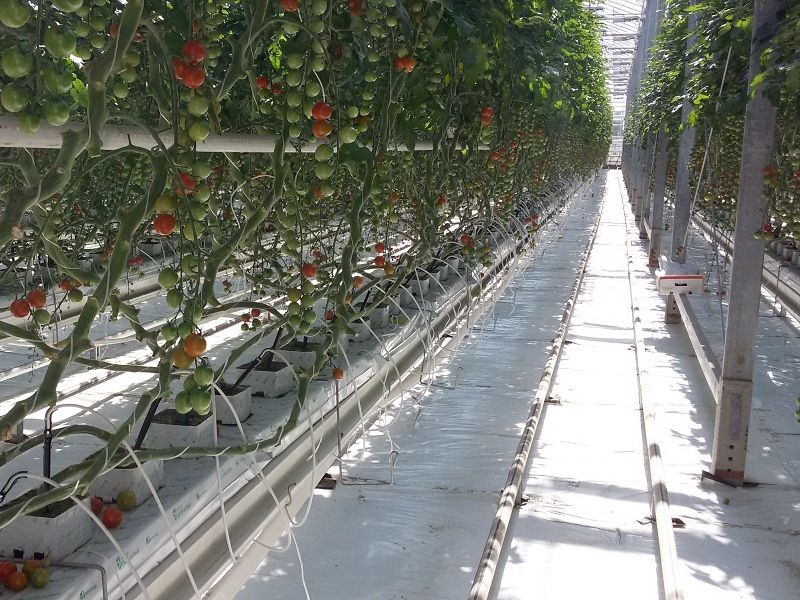 В Омской области выращивают томаты круглый год
