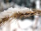пшеница под снегом