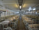 Свиноводческий комплекс «Петровский»