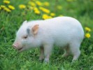 Омские свиноводы планируют увеличить производство свинины в 2016 году